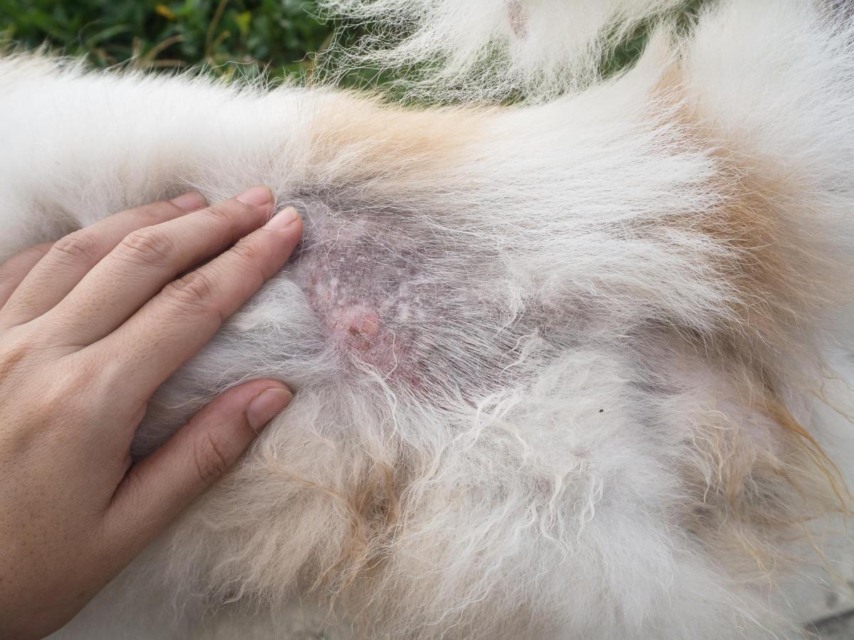 東村山市